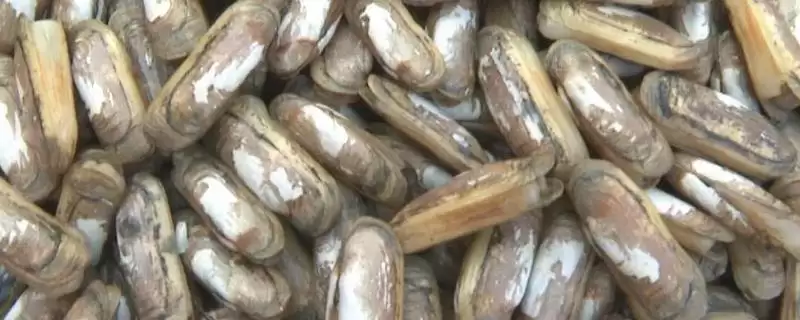 蛏子的养殖方法和步骤是怎样呢,蛏子怎么养殖插图 蛏子的养殖方法和步骤是怎样呢,蛏子怎么养殖插图
