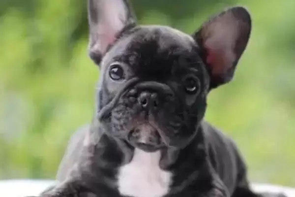 斗牛犬的种类划分,斗牛犬的种类在不同国家有何特点插图2 斗牛犬的种类划分,斗牛犬的种类在不同国家有何特点插图2