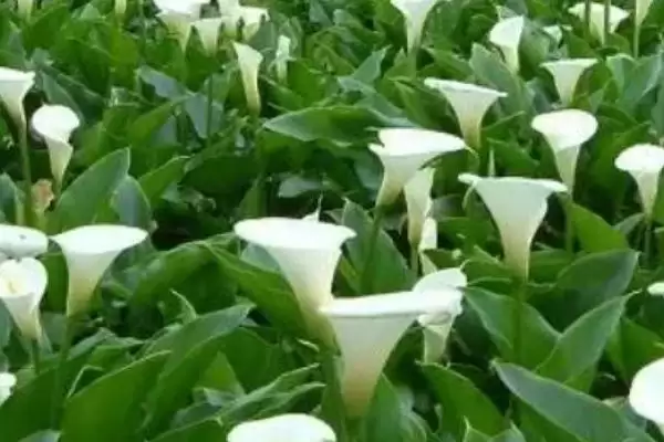 马蹄莲养殖如何施加腐熟豆饼水?插图2 马蹄莲养殖如何施加腐熟豆饼水?插图2