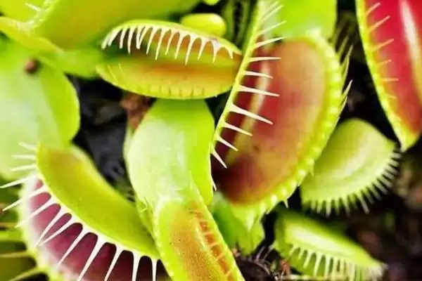 捕蝇草的浇水方法和频率是怎样呢,捕蝇草的浇水方法插图2