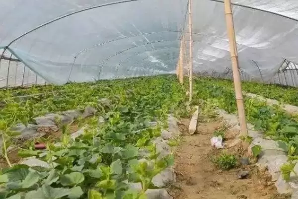 冬季蔬菜大棚放风原因,冬季蔬菜大棚需要放风的原因是什么插图8