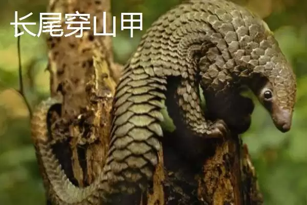 穿山甲有哪些不同的品种呢,穿山甲的品种插图4 穿山甲有哪些不同的品种呢,穿山甲的品种插图4