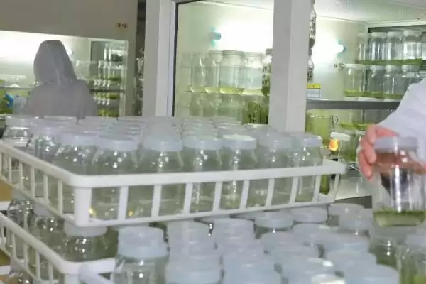 传统育种技术局限性不包括什么,传统育种技术局限性不包括插图2 传统育种技术局限性不包括什么,传统育种技术局限性不包括插图2