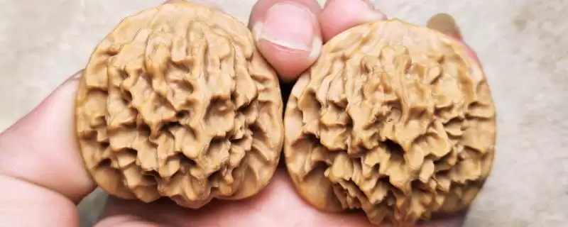 帝王狮子头核桃的介绍,帝王狮子头核桃是怎样的文玩核桃插图 帝王狮子头核桃的介绍,帝王狮子头核桃是怎样的文玩核桃插图
