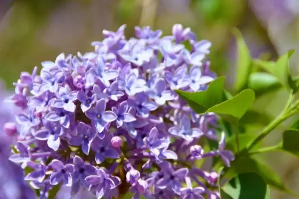 丁香花的栽培方法要点,丁香花如何进行栽培以光照为主吗插图1 丁香花的栽培方法要点,丁香花如何进行栽培以光照为主吗插图1