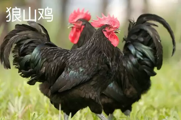 产蛋率高的鸡有哪些品种及特点呢,产蛋率高的鸡品种插图3 产蛋率高的鸡有哪些品种及特点呢,产蛋率高的鸡品种插图3