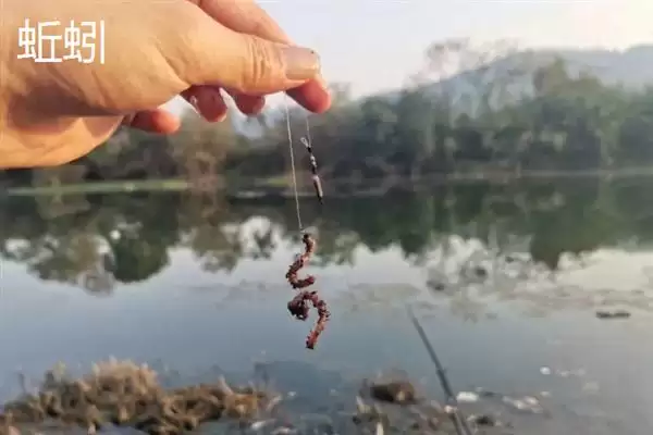 手竿钓鳜鱼用河虾等什么饵料?插图3 手竿钓鳜鱼用河虾等什么饵料?插图3