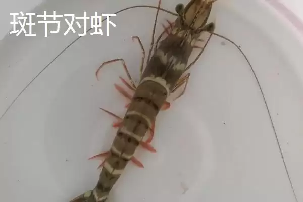 对虾的生活习性特点,对虾具有哪些生活习性方面的特点插图3 对虾的生活习性特点,对虾具有哪些生活习性方面的特点插图3