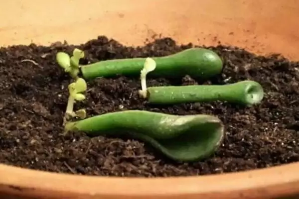 多肉植物叶片生根时间,多肉植物叶片多久可以生根抽芽时间插图2 多肉植物叶片生根时间,多肉植物叶片多久可以生根抽芽时间插图2