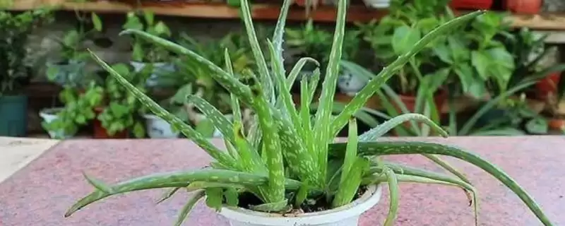 芦荟浇太多水的处理,对芦荟浇太多水了应如何进行处理插图 芦荟浇太多水的处理,对芦荟浇太多水了应如何进行处理插图