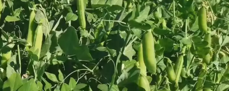 北方什么时候种豌豆比较好呢,北方何时种豌豆好插图 北方什么时候种豌豆比较好呢,北方何时种豌豆好插图