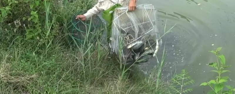 地笼捕罗非鱼的方法技巧,地笼怎么快速捕罗非鱼有何方法-会东网
