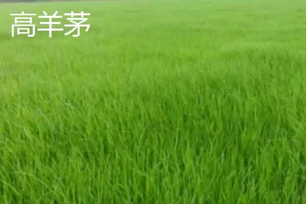 常见的草坪种子有哪些和介绍呢,常见的草坪种子插图1