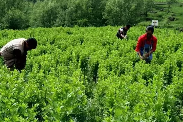 草乌的种植技术和方法是怎样呢,草乌的种植技术插图3 草乌的种植技术和方法是怎样呢,草乌的种植技术插图3
