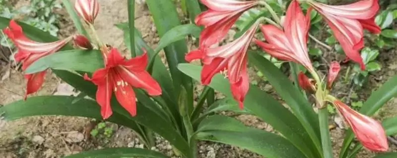 对红的花语寓意,对红的花语具有怎样的寓意象征-会东网