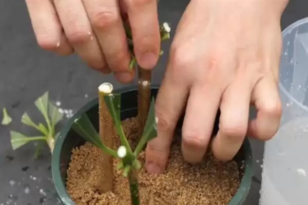 发财树的繁殖方法,发财树可选择哪些繁殖方法方式插图3 发财树的繁殖方法,发财树可选择哪些繁殖方法方式插图3