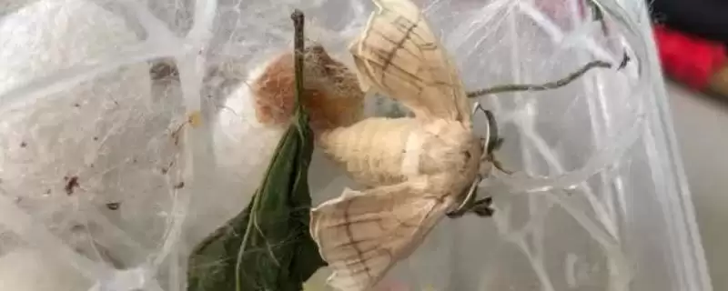 蚕蛾是益虫还是害虫及原因呢,蚕蛾是益虫还是害虫插图 蚕蛾是益虫还是害虫及原因呢,蚕蛾是益虫还是害虫插图