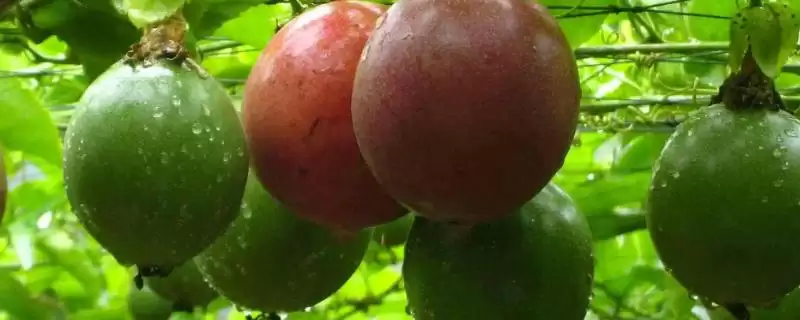 百香果广泛种植地,百香果在哪些热带亚热带地区广植-会东网