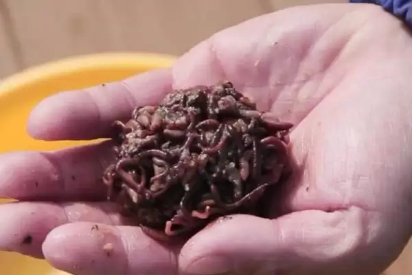 钓泥鳅的饵料选择方法,钓泥鳅怎么选择合适的饵料种类插图1 钓泥鳅的饵料选择方法,钓泥鳅怎么选择合适的饵料种类插图1