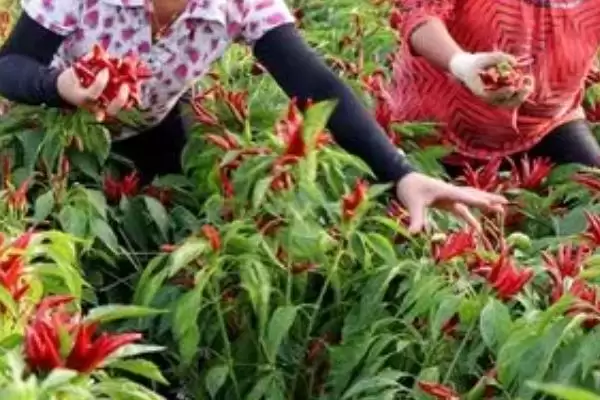 朝天椒什么时候进行采摘合适呢,朝天椒什么时候采摘插图2 朝天椒什么时候进行采摘合适呢,朝天椒什么时候采摘插图2
