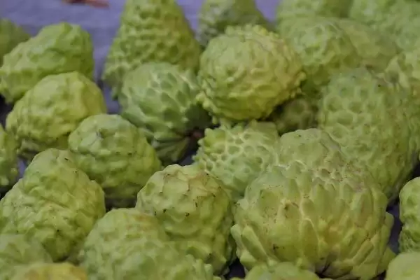 番荔枝树苗培育,番荔枝树苗的培育技术有哪些要点插图3