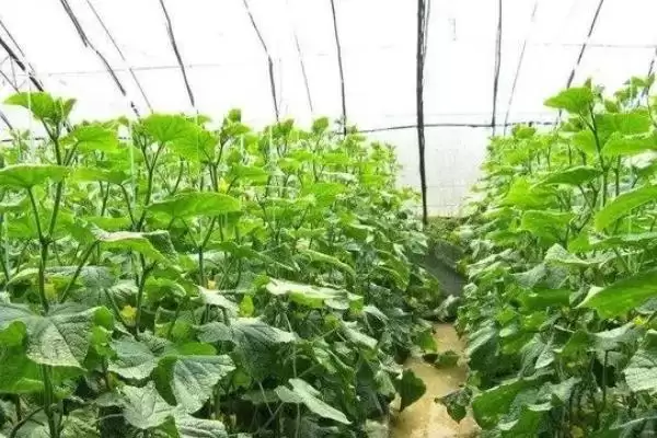 大棚春季放风的方法和要点是,大棚春季放风方法插图7 大棚春季放风的方法和要点是,大棚春季放风方法插图7
