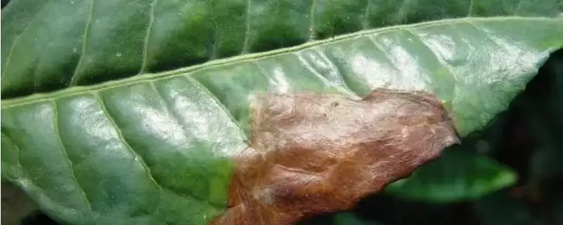 茶树褐色叶斑病有哪些症状呢,茶树褐色叶斑病的症状插图 茶树褐色叶斑病有哪些症状呢,茶树褐色叶斑病的症状插图