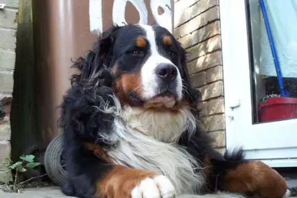 伯恩山犬好不好养及养殖要点呢,伯恩山犬好不好养插图2 伯恩山犬好不好养及养殖要点呢,伯恩山犬好不好养插图2