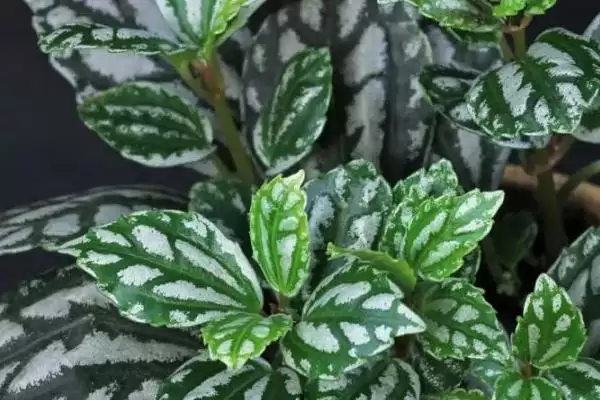 冰水花和冷水花是同一种植物吗,冰水花和冷水花有什么区别插图1 冰水花和冷水花是同一种植物吗,冰水花和冷水花有什么区别插图1