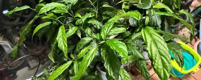 垂丝茉莉叶片发黑是什么原因呢,垂丝茉莉叶片发黑的原因-会东网