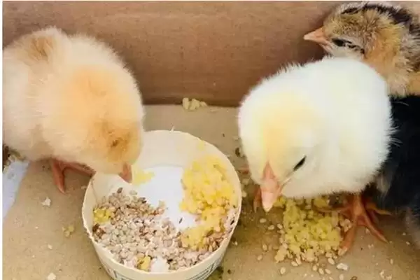 雏鸡采食量低的原因及解决办法,雏鸡采食量低的原因及解决办法插图6 雏鸡采食量低的原因及解决办法,雏鸡采食量低的原因及解决办法插图6