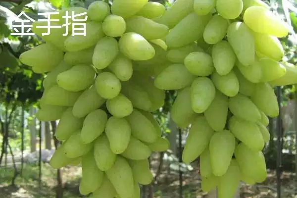 大泽山葡萄的品种特点,大泽山葡萄是什么葡萄以什么品种为主插图5 大泽山葡萄的品种特点,大泽山葡萄是什么葡萄以什么品种为主插图5