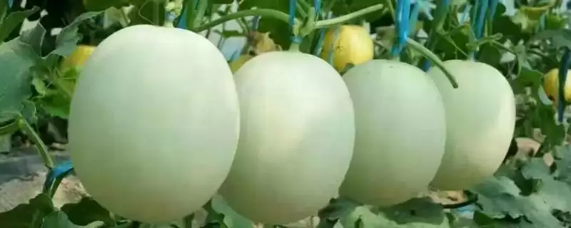 大棚洋香瓜如何进行肥水管理,大棚洋香瓜的肥水管理技术插图 大棚洋香瓜如何进行肥水管理,大棚洋香瓜的肥水管理技术插图