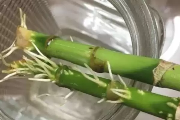 冬天水培富贵竹的方法,冬天怎么水培富贵竹及光照要求插图2 冬天水培富贵竹的方法,冬天怎么水培富贵竹及光照要求插图2