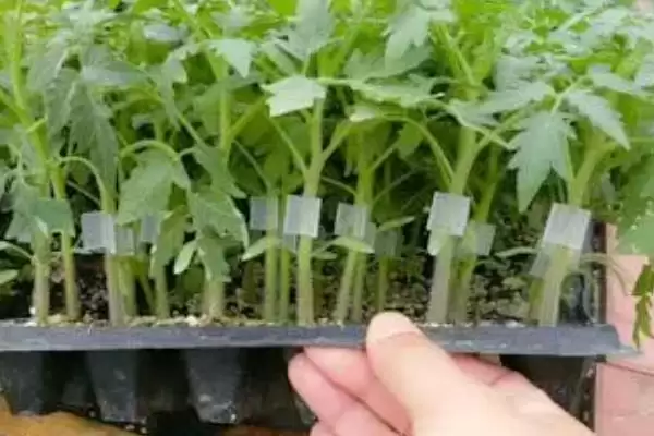 番茄苗嫁接的植物,番茄苗能嫁接哪些种类的植物作物插图4