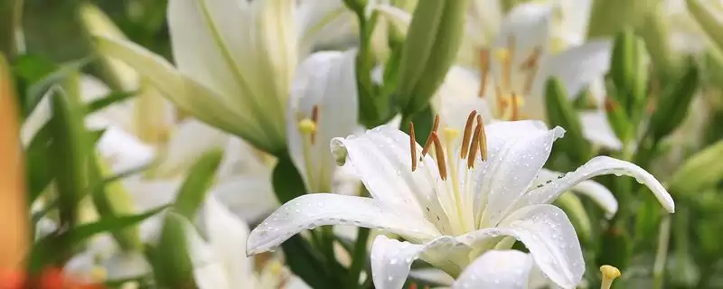 百合花基本介绍,百合花是怎样的常见观赏植物-会东网