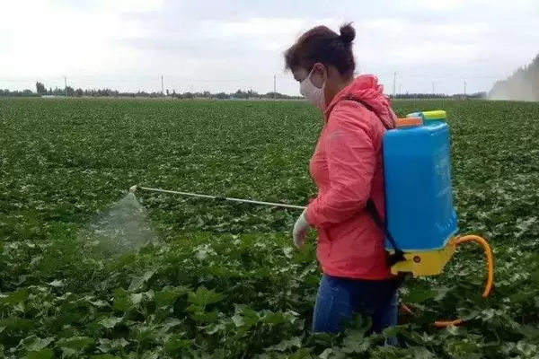 种植密大氮肥多等致棉花黄萎病发病原因解析插图5 种植密大氮肥多等致棉花黄萎病发病原因解析插图5