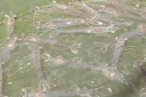 淡水虾的养殖前期准备,淡水虾如何养殖放养前有何操作插图3