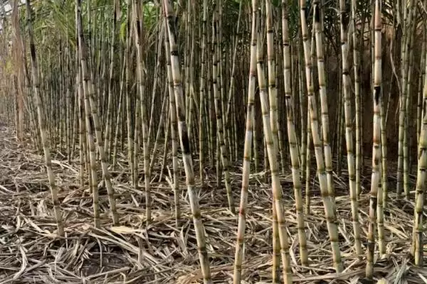 大棚甘蔗的种植方法有哪些呢,大棚甘蔗的种植方法插图4 大棚甘蔗的种植方法有哪些呢,大棚甘蔗的种植方法插图4