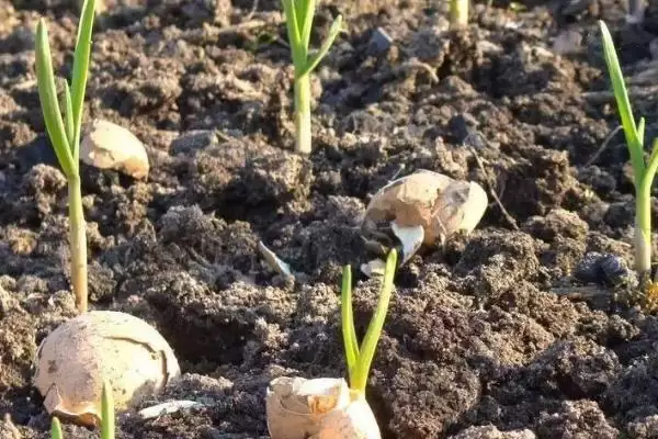 大蒜播种前需要晒种吗及方法,大蒜的种植方法，播种前晒种插图3
