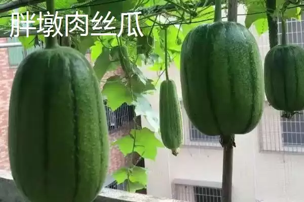 短棒形丝瓜品种种类,短棒形丝瓜品种有哪些常见的种类插图7 短棒形丝瓜品种种类,短棒形丝瓜品种有哪些常见的种类插图7