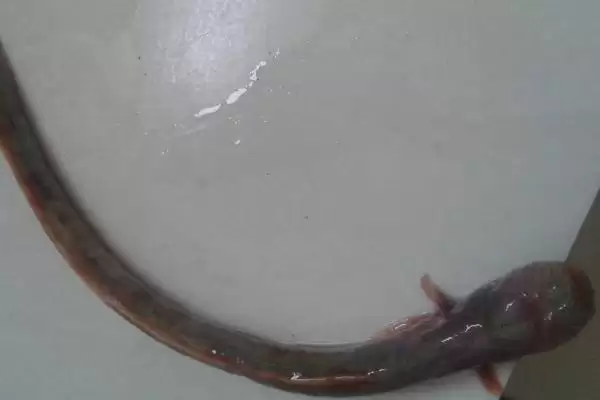 狼牙虾虎鱼的食物来源有哪些小的鱼虾蠕虫?插图3 狼牙虾虎鱼的食物来源有哪些小的鱼虾蠕虫?插图3