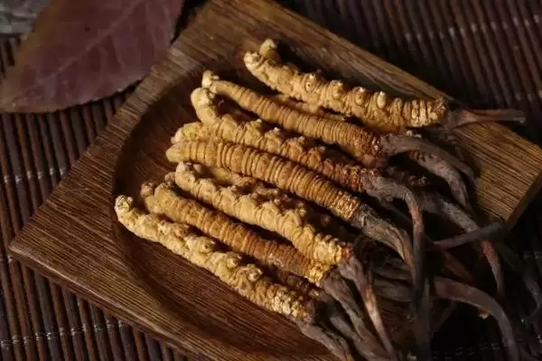 冬虫夏草等级品的区别,冬虫夏草特级品和一级品有何区别插图2 冬虫夏草等级品的区别,冬虫夏草特级品和一级品有何区别插图2