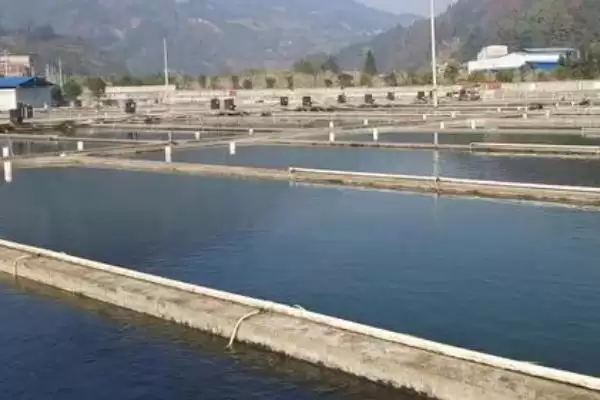 草鱼的养殖技术和方法有哪些呢,草鱼的养殖技术插图4 草鱼的养殖技术和方法有哪些呢,草鱼的养殖技术插图4