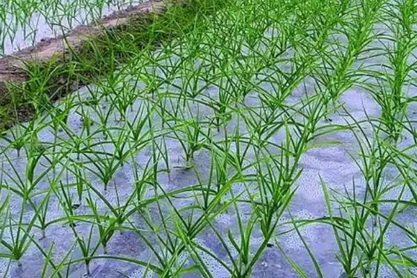 大蒜返青期如何进行管理,大蒜返青期管理办法插图1 大蒜返青期如何进行管理,大蒜返青期管理办法插图1