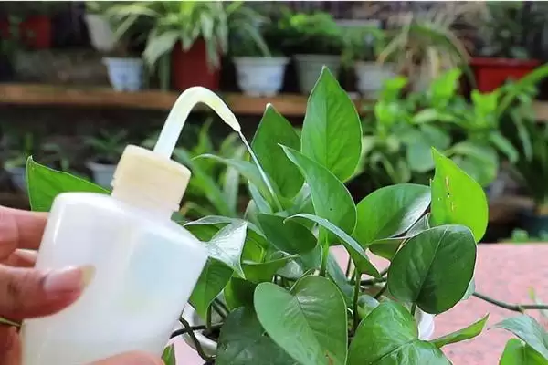 绿萝在春季隔多久浇一次水比较合适?插图2 绿萝在春季隔多久浇一次水比较合适?插图2