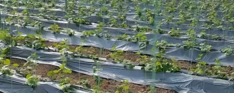 大棚地膜覆盖存在哪些误区呢,大棚地膜覆盖误区插图 大棚地膜覆盖存在哪些误区呢,大棚地膜覆盖误区插图