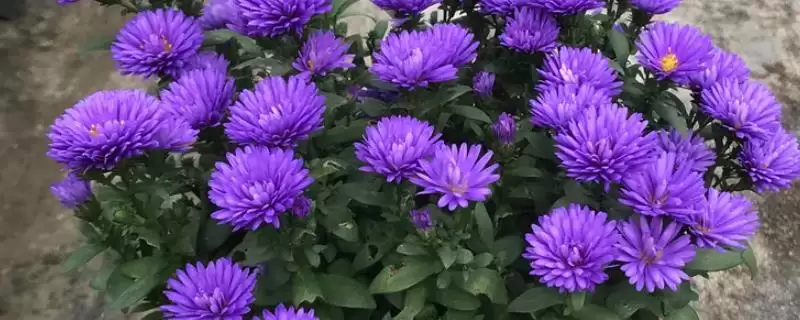 翠菊的养护方法和要点有哪些,翠菊的养护方法插图 翠菊的养护方法和要点有哪些,翠菊的养护方法插图