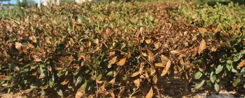 茶叶树冻后如何进行恢复呢,茶叶树冻后如何恢复插图 茶叶树冻后如何进行恢复呢,茶叶树冻后如何恢复插图
