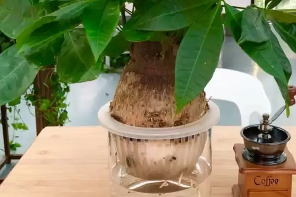 发财树的盆栽方法,发财树的盆栽方法在春秋有何要求插图6 发财树的盆栽方法,发财树的盆栽方法在春秋有何要求插图6